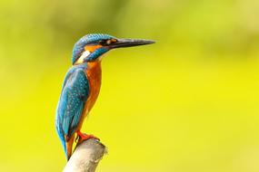 Kingfisher small close-up on a blurred background