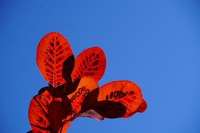 closeup photo of oval orange leaves on blue sky background