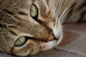 cute Tabby cat face close up