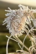 Leaf Grass Frost