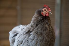 wonderful Chicken Coup Farm