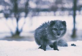 stunningly beautiful Iceland Fox Gray