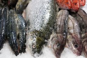frozen fresh fish