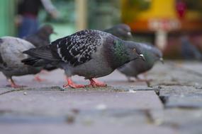 a flock of pigeons on paving stones in Istanbul