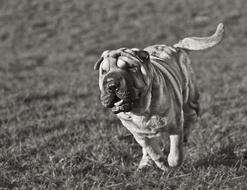 impressively beautiful Dog Sharpei Run