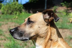 profile portrait of a brown dog on a sunny day