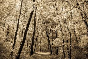 Woods Trees Forest monochrome photo