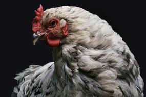 fabulous Chicken Hen