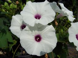 Ipomoea Pandurata Flower Rustico