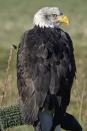 stunningly beautiful Adler Bill Raptor