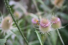 Medicinal Plant at Nature Garden