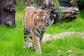 fabulous Big Cat Blur