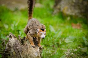 impressively beautiful Animal Blur