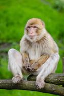 Animal Cute Monkey in wildlife