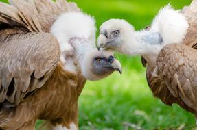vulture chicks in a wildlife park
