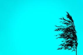Cereals Silhouette at Turquoise background