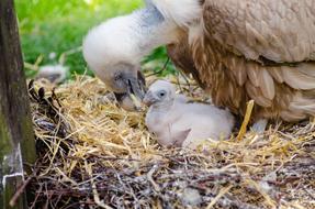 wild Avian Birds in Nest