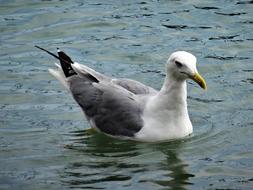 fabulous Seagull Water Bird