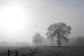 Tree at Winter Cold