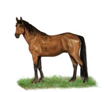 horse standing digital painting drawing