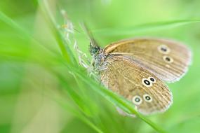 irresistible Butterfly Insect brown