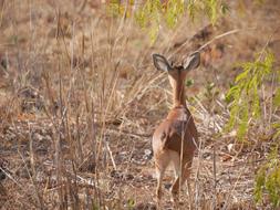 Back view of the beautiful and colorful young deer running among the plants in a national park in South Africa