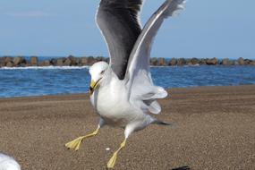 stunningly beautiful Animal Sea