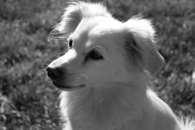 impressively beautiful Dog Black And White