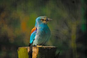 irresistible Bird Nature Park