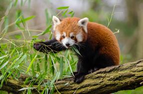 goodly Red Panda Branch