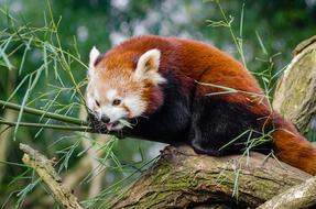red panda nibbles leaves on a branch