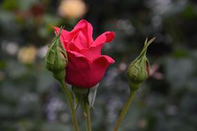 Rose Blossom macro blur