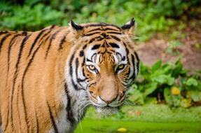 fabulous Animal Tiger
