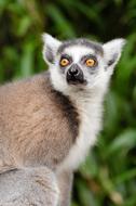 impressively beautiful Baby Cute lemur