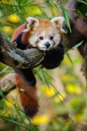 cute Red Panda on tree