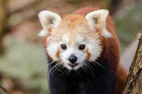 macro photo of a beautiful red panda