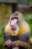 Cute, colorful and beautiful mandrill, at blurred background