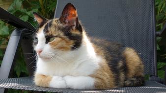 spotted cat lies on a black chair