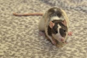 brown-white rat sitting on a spotted carpet