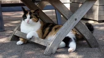 house cat under a wooden table in the yard