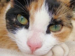 goodly Cats face