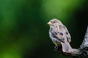 goodly Sparrow