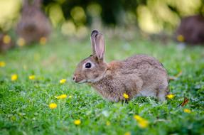 goodly Bunny Cute