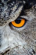 Owl Bird orange eye