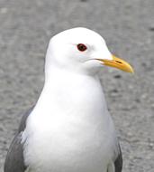 goodly Avian Bird