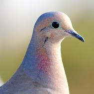 fabulous Animal Avian Beak