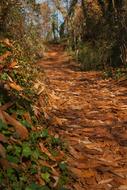 Forest Trail Leaves Autumn