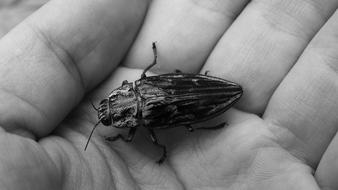 beetle on hand close-up in black and white background