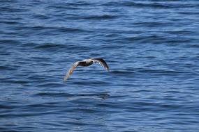 Seagull Puget Sound