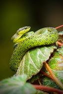 snake wildlife Close-Up